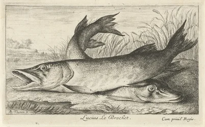 Två gäddor på en flodstrand Lucius. Le Brochet. (titel på objekt) Fiskar och andra havsdjur - första serien i sötvatten (serietitel) Diverse Especes de Poissons d