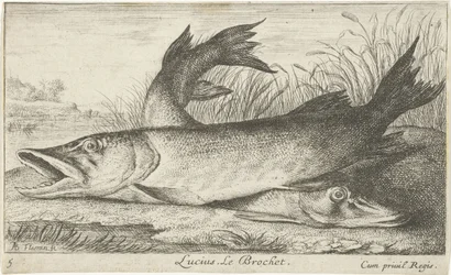 Två gäddor på en flodstrand Lucius. Le Brochet. (titel på objekt) Fiskar och andra havsdjur - första serien i sötvatten (serietitel) Diverse Especes de Poissons d
