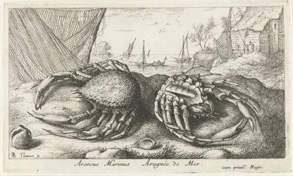 Två spindelkrabbor nära ett fiskenät Araneus Marinus Aragnée de Mer (titel på objekt) Fiskar och andra havsdjur - saltvattens andra serie (serietitel) Poissons de mer (serietitel)