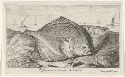 Två piggvar på stranden Rhombus acleatus. Le Piggvar. (titel på objekt) Fiskar och andra havsdjur - saltvatten tredje serie (serietitel) Poissons de mer (serietitel)