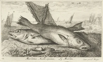 Två vitlingar på stranden Merlanus. Aselli art, Le merlan. (titel på objekt) Fiskar och andra havsdjur - saltvatten första serie (serietitel) Diverses Especes de Poissons de mer (serietitel)