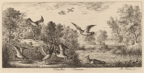Vanellus, Vipan