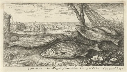 Fyra mört i ett fiskenät Leuciscus siue Mugil fluuiatilus. Le Gardon. (titel på objekt) Fiskar och andra havsdjur - första serien i sötvatten (serietitel) Diverse Especes de Poissons d