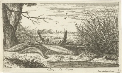 Kackerlackor på en flodstrand vero. Le Veron. (titel på objekt) Fiskar och andra havsdjur - sötvattens andra serie (serietitel) Seconde partie de Poissons d