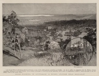 Fåruppfödning i Australien, en modellstation nära Ballarat