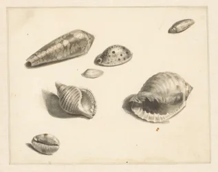 Studieblad med olika skal