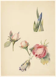 Studieblad med tre rosor och en iris