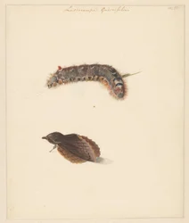 Studieblad med larv och nattfjärilar, Lasiocampa Quireifolia