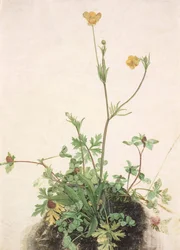 Smörblommor, rödklöver och groblad, 1526.