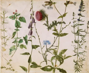 Åtta studier av vilda blommor, ca 1515-1520.