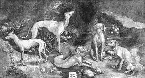 Grupp av hundar. Från gravyren av St. Eustace, av A. Durer, c1500, 1906