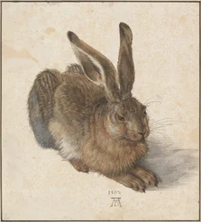 Hase, 1502