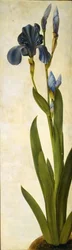 Trojansk iris, ca 1505-1508.