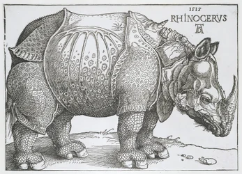 Neushoorn Noshörning (titel på objekt)