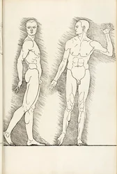 Anatomiska träsnitt från Herein finns fyra böcker av mänsklig proportion, 1528