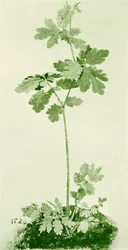 Svalört