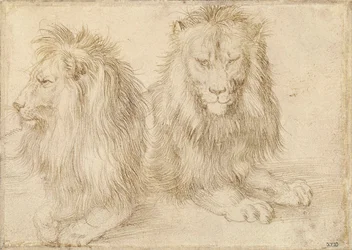 Två sittande lejon - Teckning av Albrecht Durer (1471-1528)
