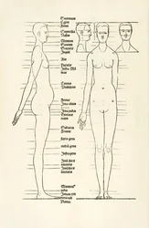 Kvinnligt anatomiskt träsnitt från "Herin förstås fyra böcker av mänsklig proportion"