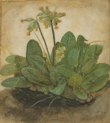 Tuft of Cowslips, 1526