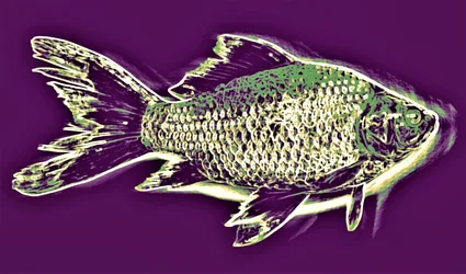 Fisk, 2019, (fotografi)