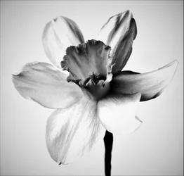 Herb, 2019 (fotografi)