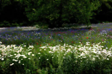 Music Meadow, 2019, (fotografi)