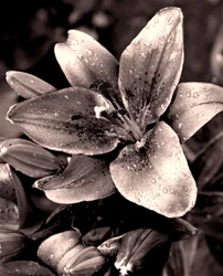 Silver, 2019, (fotografi)