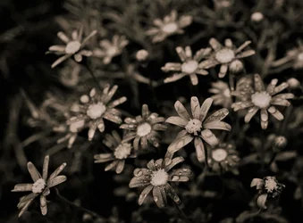 Namnlös, 2019, (fotografi)
