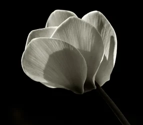 Namnlös, 2019, (fotografi)