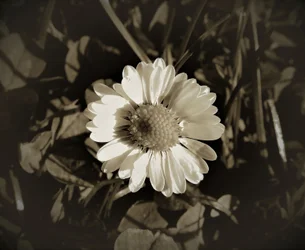 Namnlös, 2019, (fotografi)