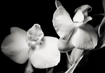 ambition, 2019, (fotografi)