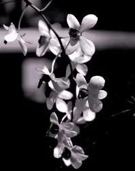 gäng, 2019, (fotografi)