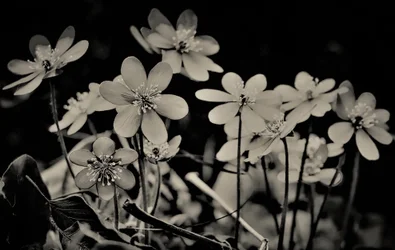 kör, 2019, (fotografi)