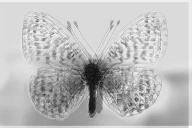 clarity butterfly, 2019, (blandade media)