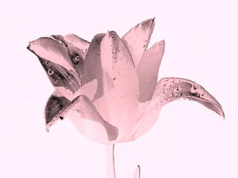 kristallrosa blomma, 2019, (fotografi)
