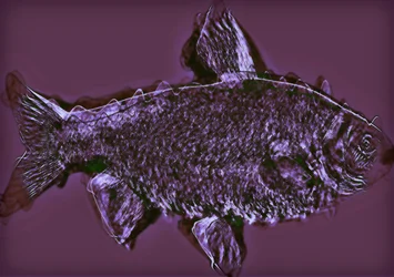 fisk, 2020, (blandade media)