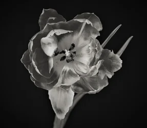 blommans geometri, 2019, (fotografi)