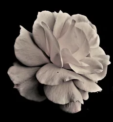 levande geometri, 2019, (fotografi)