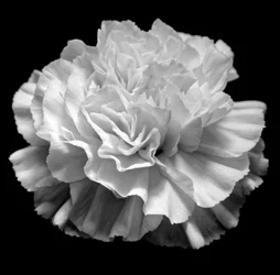 naturlig geometri II,2019,(fotografi)