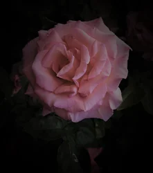 rosa planet, 2019, (fotografi)