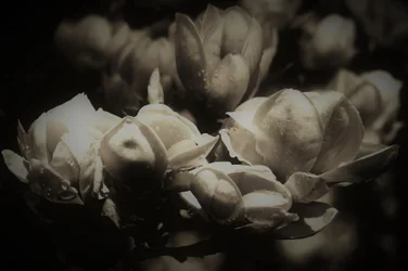 hemlig anatomi, 2019, (fotografi)