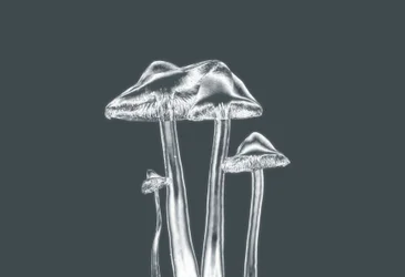 silver svampar, 2019, (fotografi)