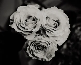 tre rosor, 2019, (fotografi)