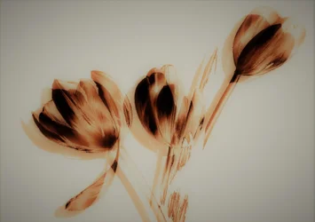 tulpaner, 2019, (blandade media)