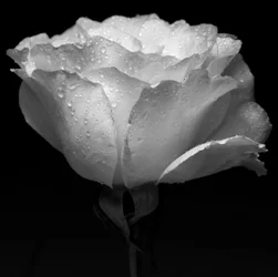 vit blomma och vatten, 2019, (fotografi)
