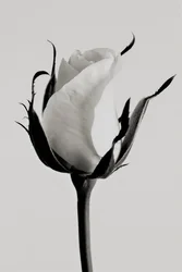 vit ros, 2019, (fotografi)