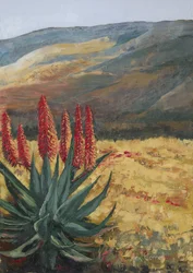Röd aloe – Ökenblom
