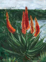 Den livfulla Aloe-sjön