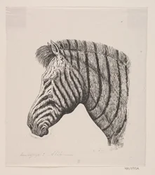 Chef för en zebra