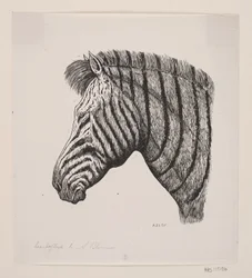 Chef för en zebra